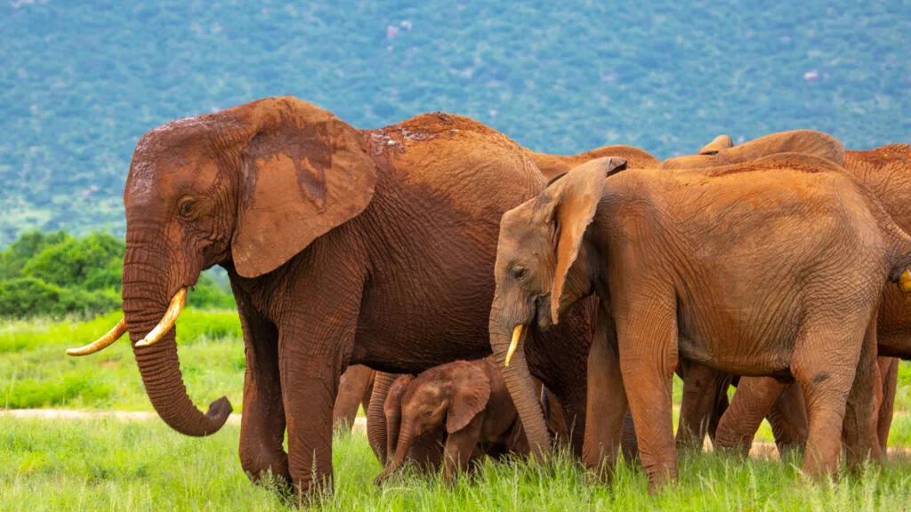 Mâles alpha, mais pas que: comment les animaux choisissent leur chef