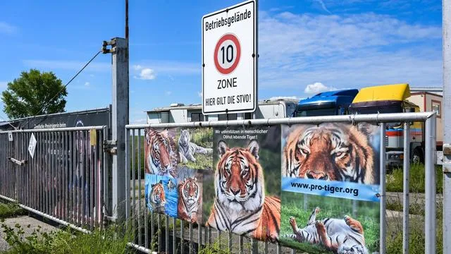 Ausbruch eines Tigers: Ermittlungen zum tödlichen Tigerausbruch dauern an