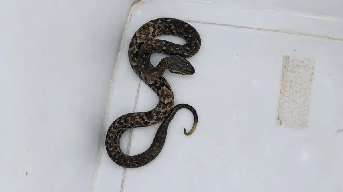 Bebê de cobra mais perigosa do Brasil e que mais causa acidentes é encontrado dentro de casa em SC