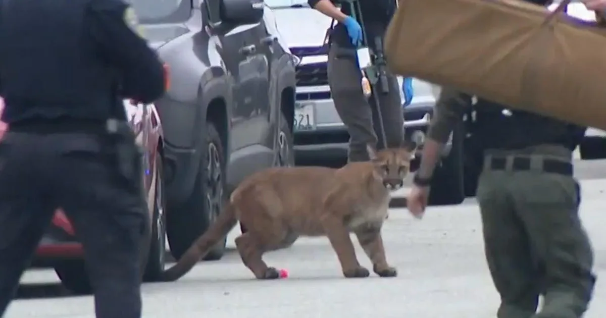 Mountain lion runs wild on streets of San Francisco