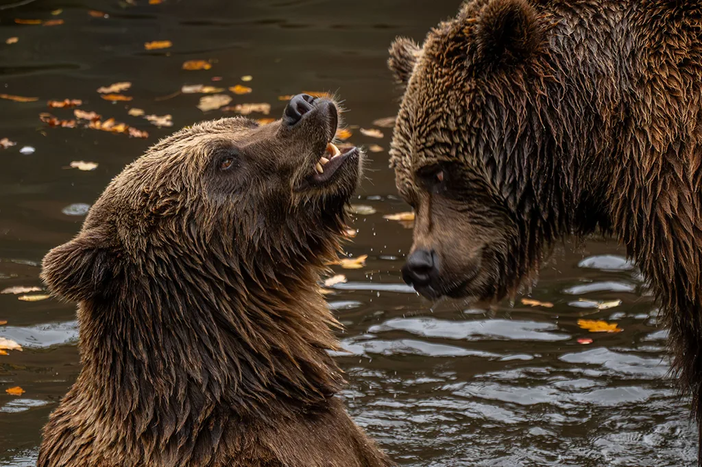 Quantas espécies de urso existem? Conheça os oito tipos e seus habitats
