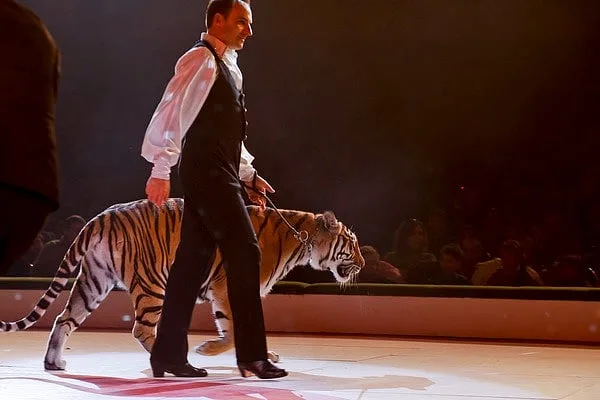A Figura do Dia: Quero os animais de volta ao circo