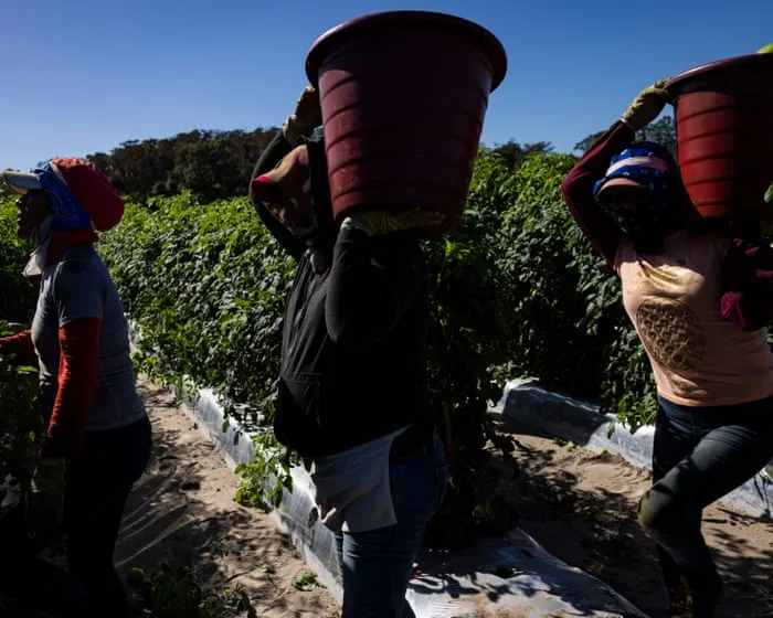 US workers facing deadly heat borrow from tomato pickers to win key protections