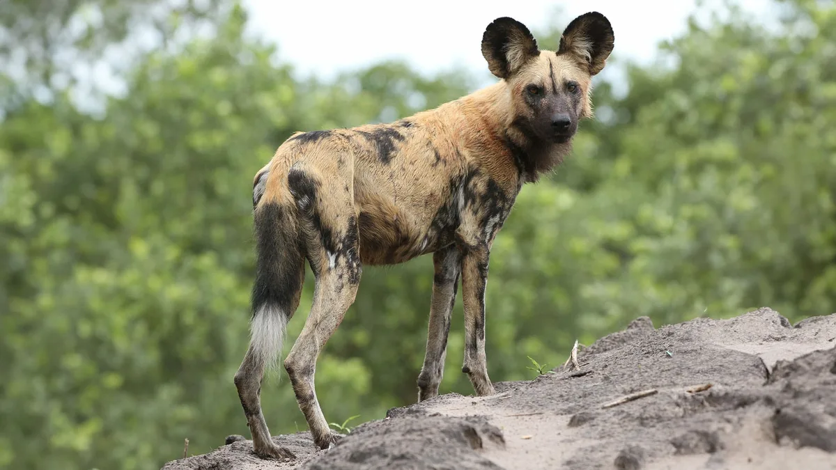 Los perros salvajes africanos: una especie amenazada por la pérdida de territorio y la persecución humana