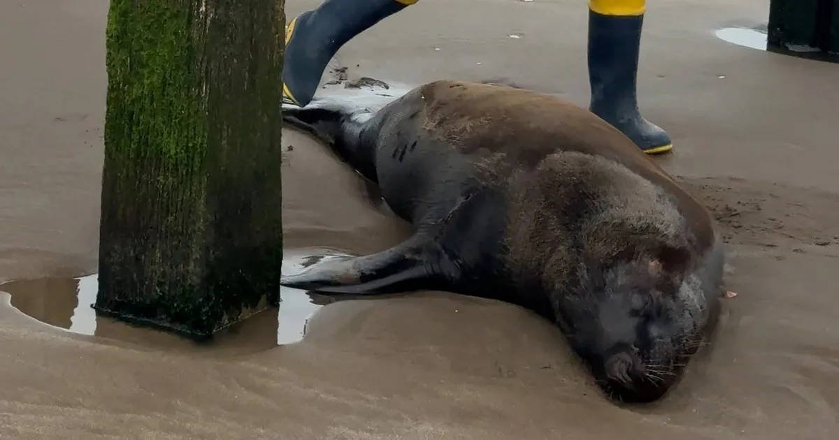 Mataron de un tiro a un lobo marino en Santa Teresita: investigan si fue atacado por pescadores para ahuyentarlo