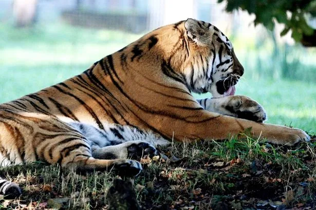 First images of Altai after fatal tiger attack as Yorkshire Wildlife Park reopens