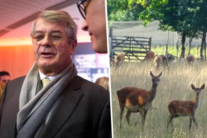 Chasse en Sologne: Olivier Bouygues face à la justice pour massacre supposé d’espèces protégées