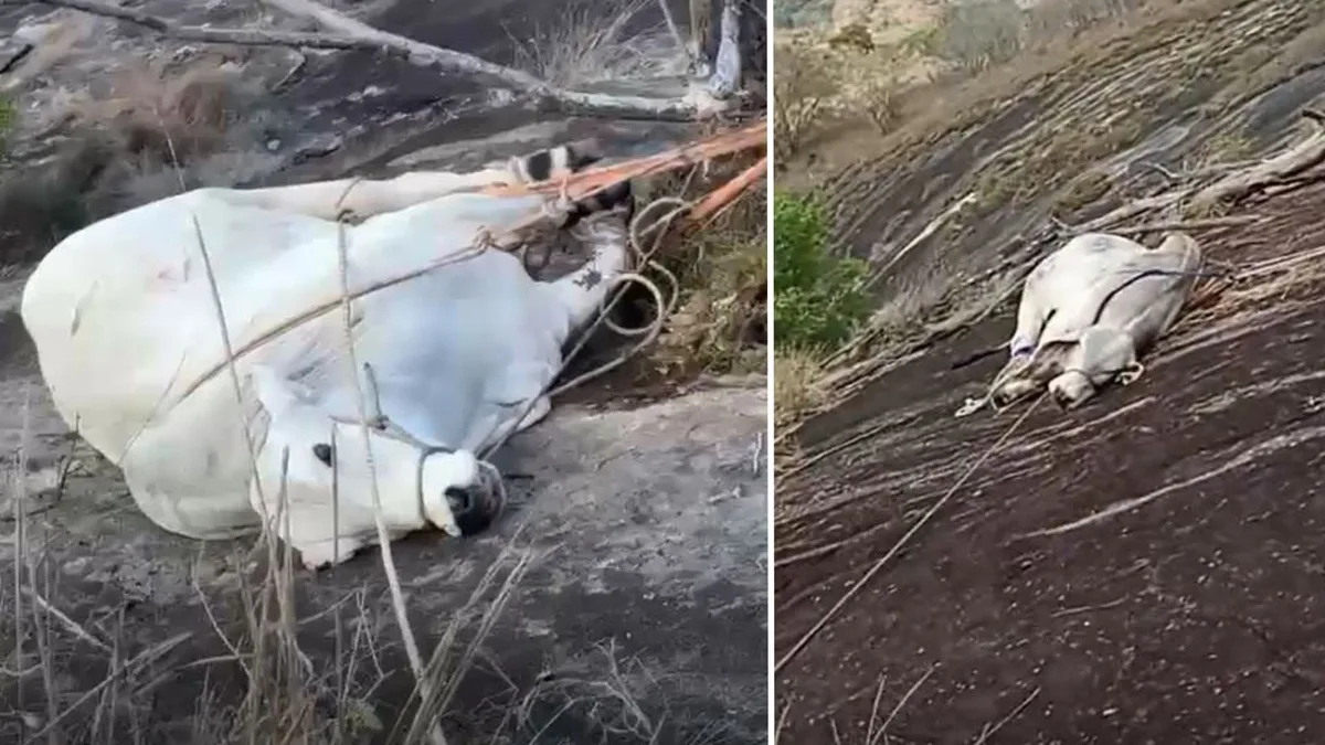 VÍDEO: touro fica preso em penhasco de 50 metros após brigar com outro bovino e é resgatado de rapel por bombeiros no ES