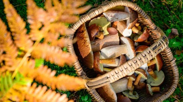 Natur: Pilzsaison in Bayern beginnt mager