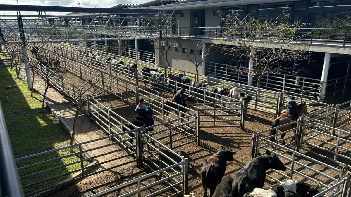 Vacunos: demanda selectiva y precios en baja en el Mercado Agroganadero de Cañuelas