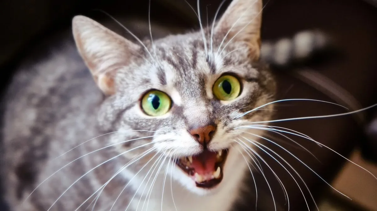 Leslie Sinn, veterinaria: “Si tu gato maúlla es porque está tratando de comunicarse con vos, entre ellos no lo hacen”