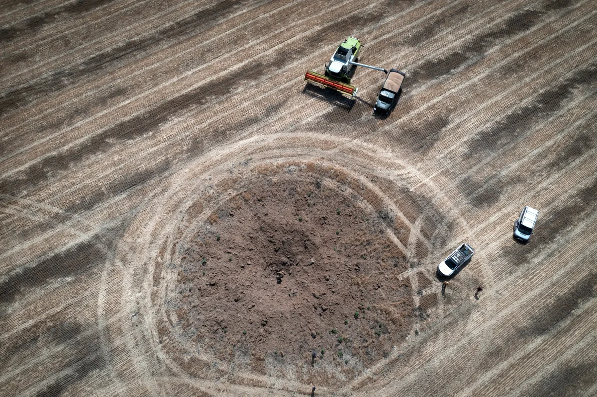 El escenario del trigo en un año Niño
