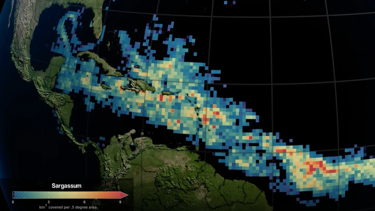 This seaweed invasion is so big you can see it from space