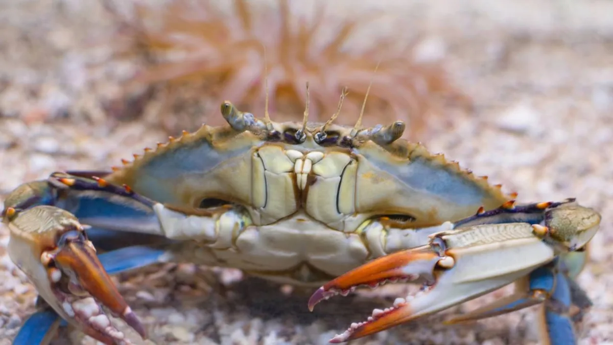 Caranguejo-azul-americano invade lagoas italianas. Agora, os pescadores estão à procura de novas profissões