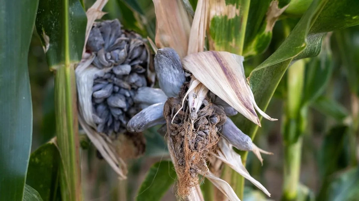 Feinschmecker lieben ihn - Exotischer Pilz breitet sich in Deutschland aus