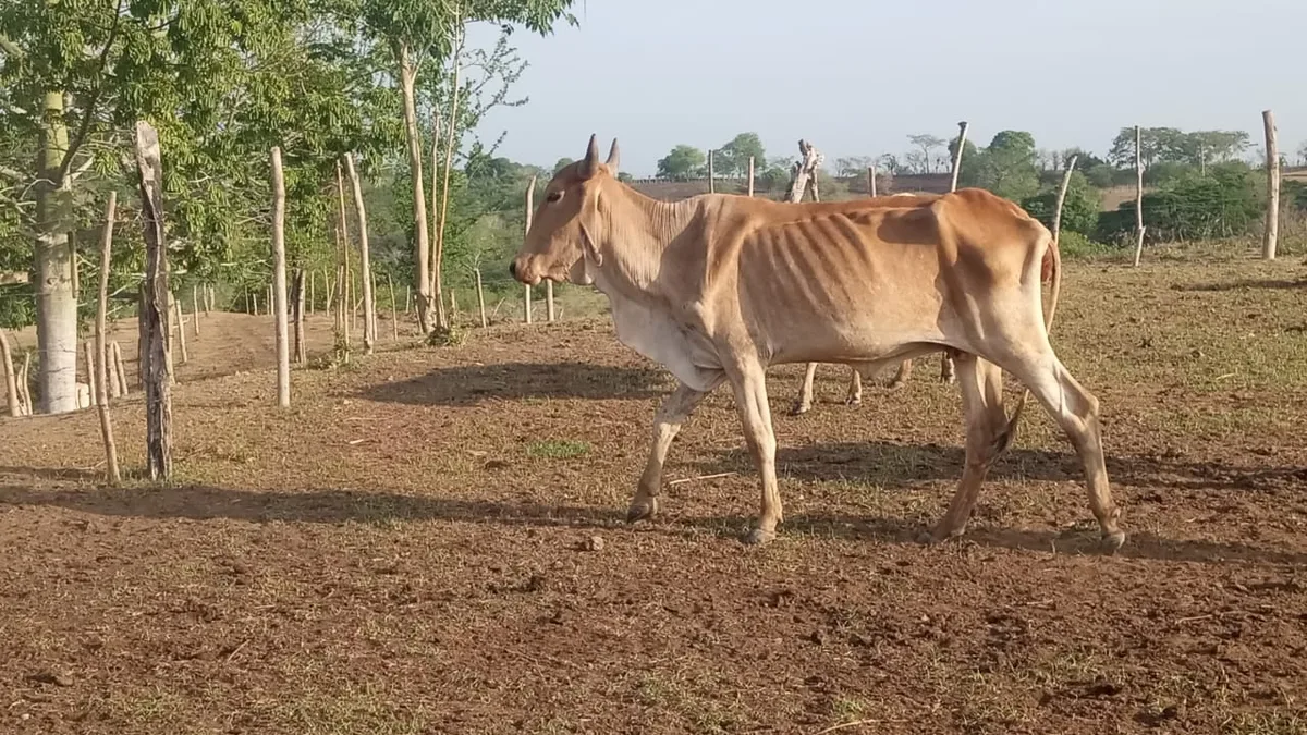 Producción de carne y de leche en Colombia está en graves problemas debido a El Niño y los incendios: los ganaderos piden ayuda