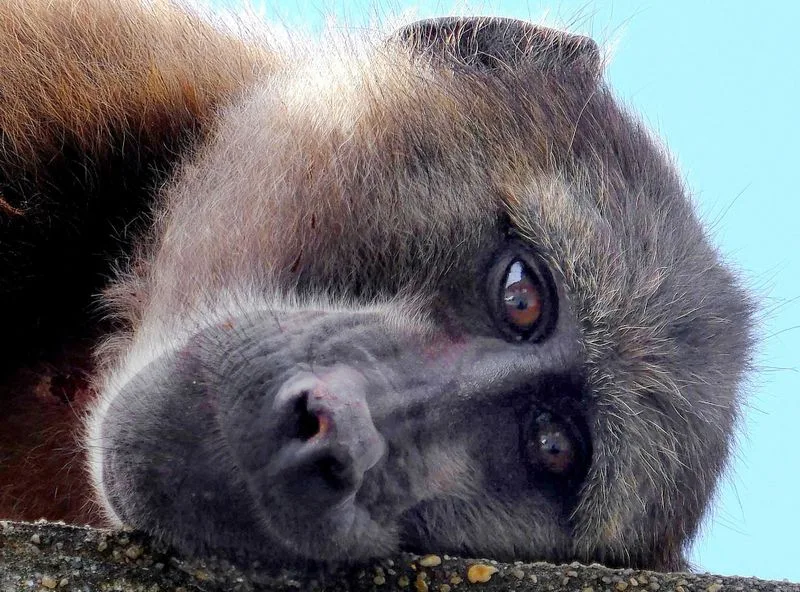 SHARE WITH US: Cape Town’s baboon conflict — Do you have the full picture?