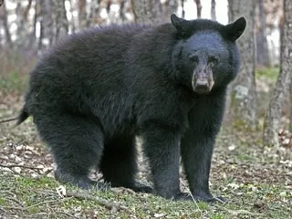 « La sécheresse a limité leurs sources de nourriture » : un ours noir attaque un homme à la sortie d’une laverie