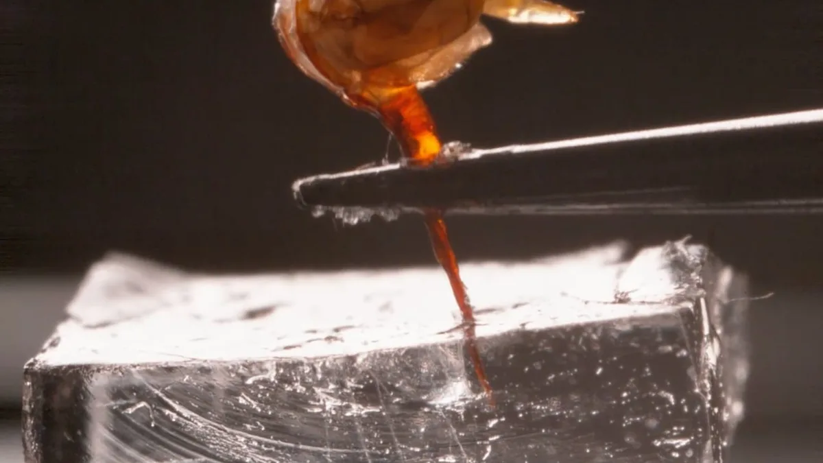 Slow down a honey bee stinging and you see impressive mechanisms at work