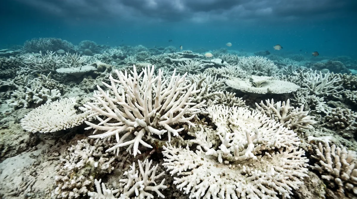 El calentamiento del mar en Panamá enciende alertas por los corales y la pesca