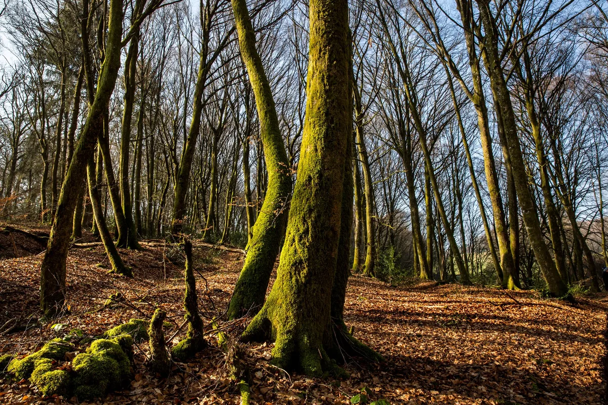 Dans le Morvan, ces citoyens qui achètent la forêt pour mieux la sauvegarder
