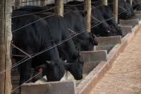 Preço futuro do boi gordo fecha estável na B3 após forte alta em agosto