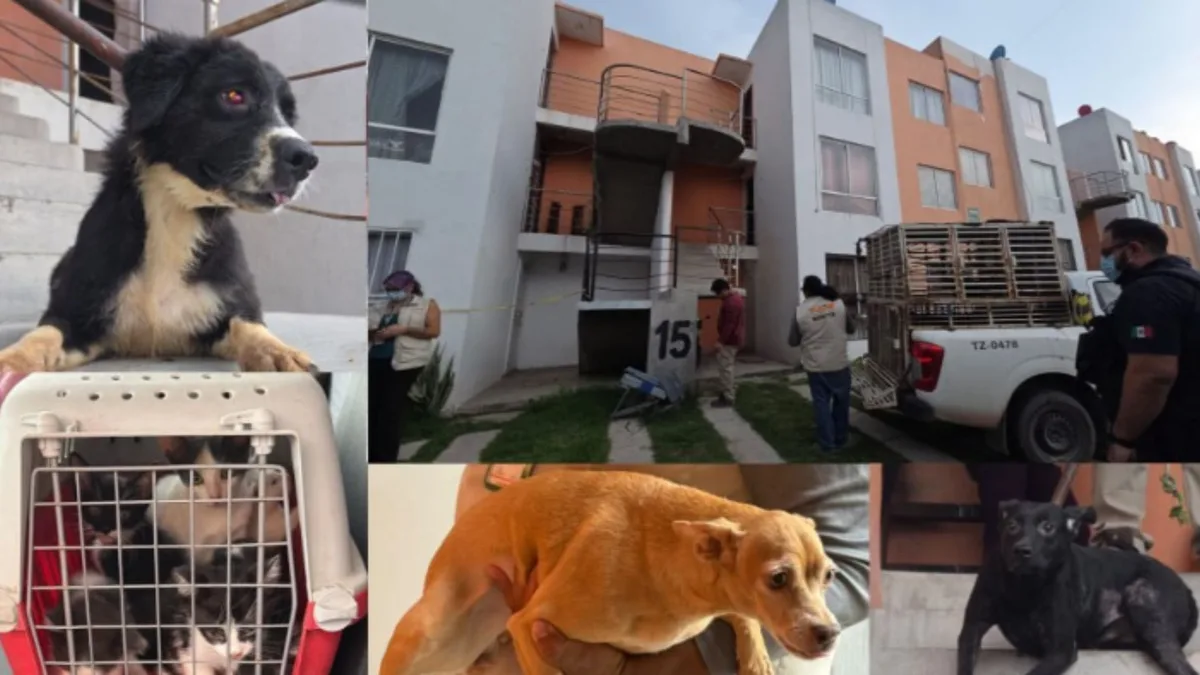 Tras cateo, autoridades rescataron a 20 perros y gatos víctimas de maltrato en Jalisco