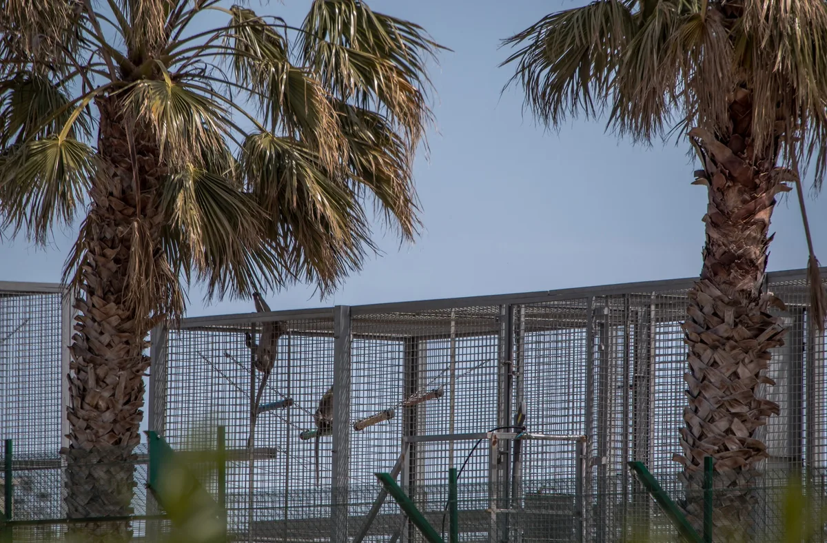 INVESTIGATION: Endangered monkeys on death row — the multibillion-rand industry that profits from primate pain