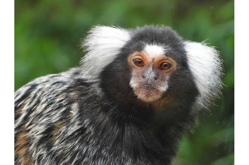 Primeiro genoma completo do sagui vai possibilitar pesquisas sobre Alzheimer