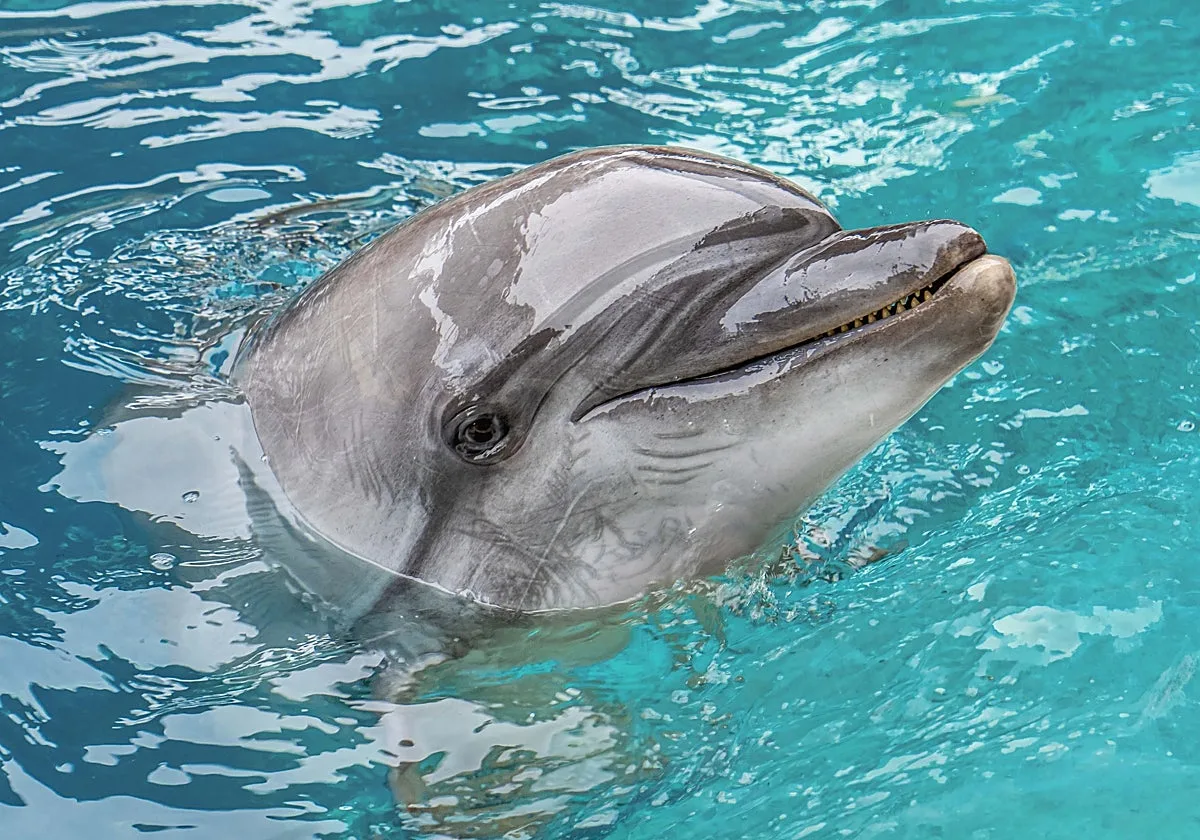 Muere Echo, una de las cuatro delfinas del Ocenogràfic de Valencia rescatadas en Canadá