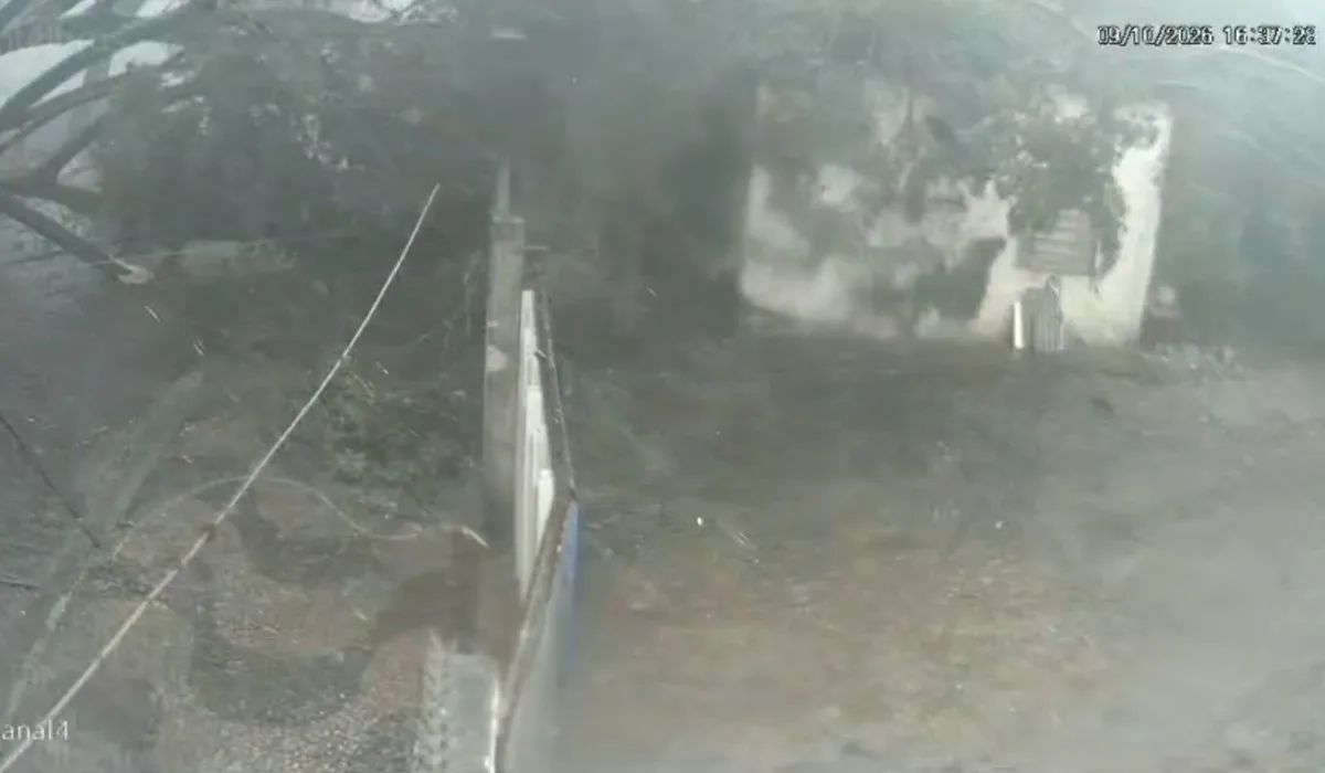 Árvore cai e atinge oficina em Campinas