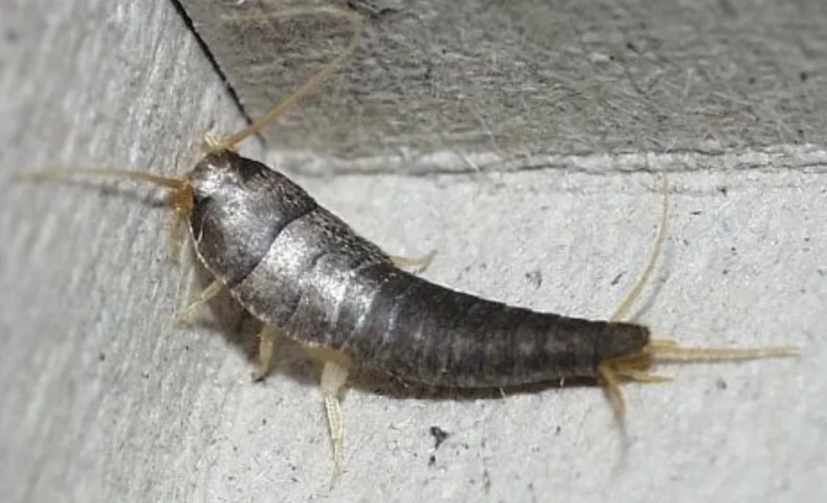 ¿Tienes pececillos de plata en casa? Esto significa su presencia y cuándo preocuparte