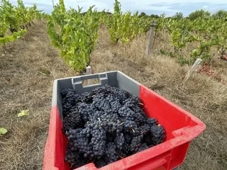 Beaujolais : un vendangeur de 17 ans tué dans l’accident d’une remorque