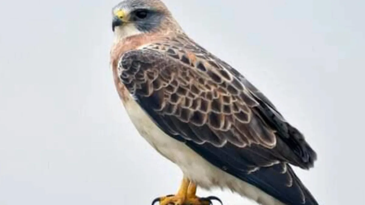 Rare hawks nest in California county after 30 years as abandoned farmland gets a new life