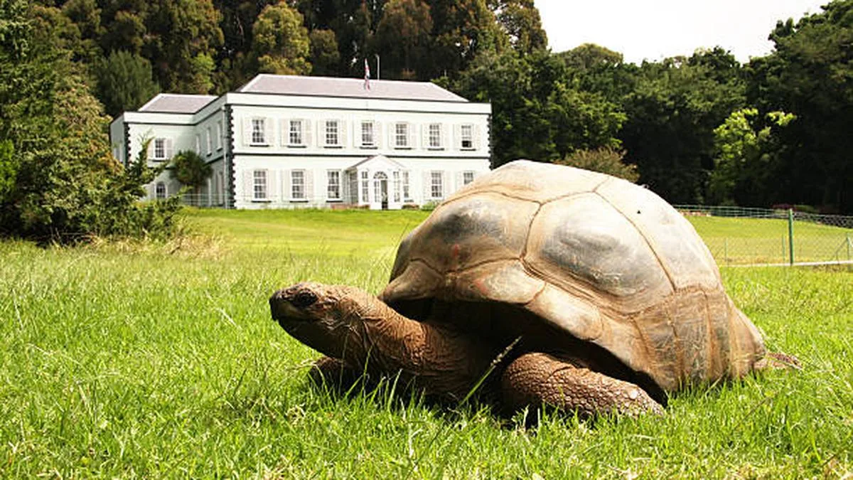 Jonathan, the giant tortoise, is 198 years old. Here is his secret