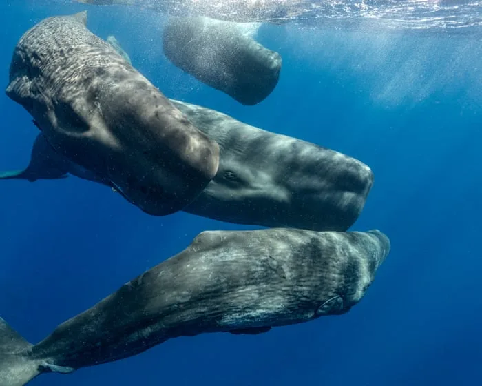 How decoding beluga whales’ chitchat may save them – and teach us more about ourselves