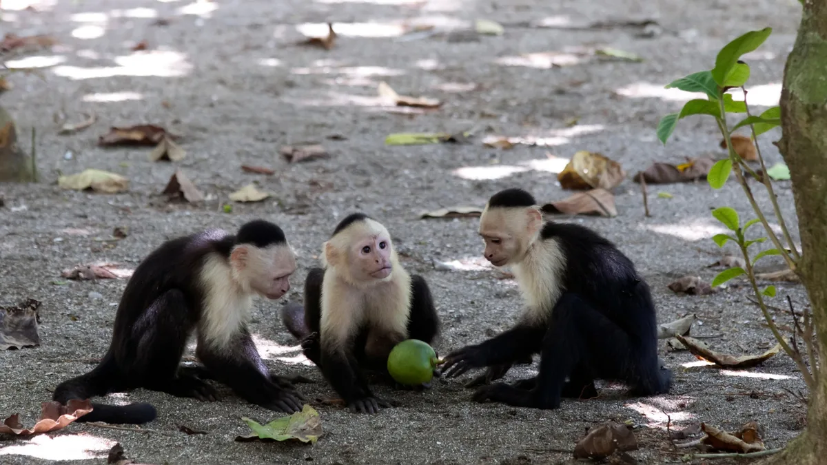 After 45 months of observation, capuchins increasingly hunted small animals when fruit became scarce