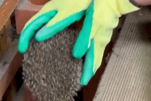Ghost caught on camera turns out to be 'ninja' hedgehog rampaging in night