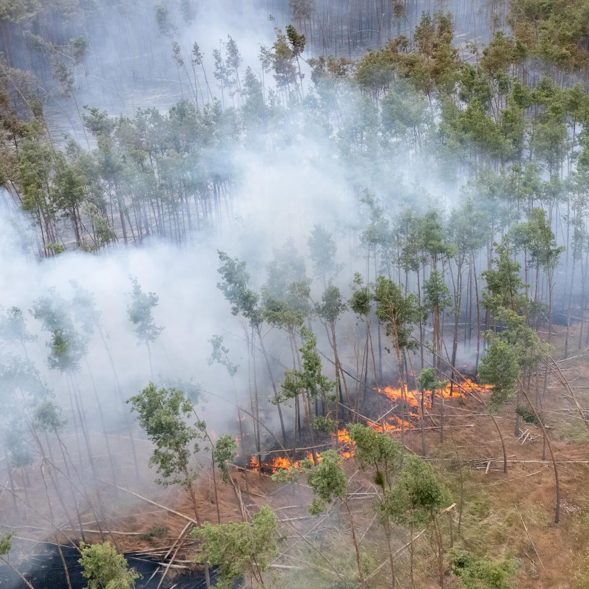 Waldbrände - Richterbund mahnt bessere Strafverfolgung statt Strafverschärfung an