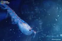 Navio antes usado para explorar petróleo agora faz pesquisa científica e já descobriu mais de cem espécies no oceano profundo
