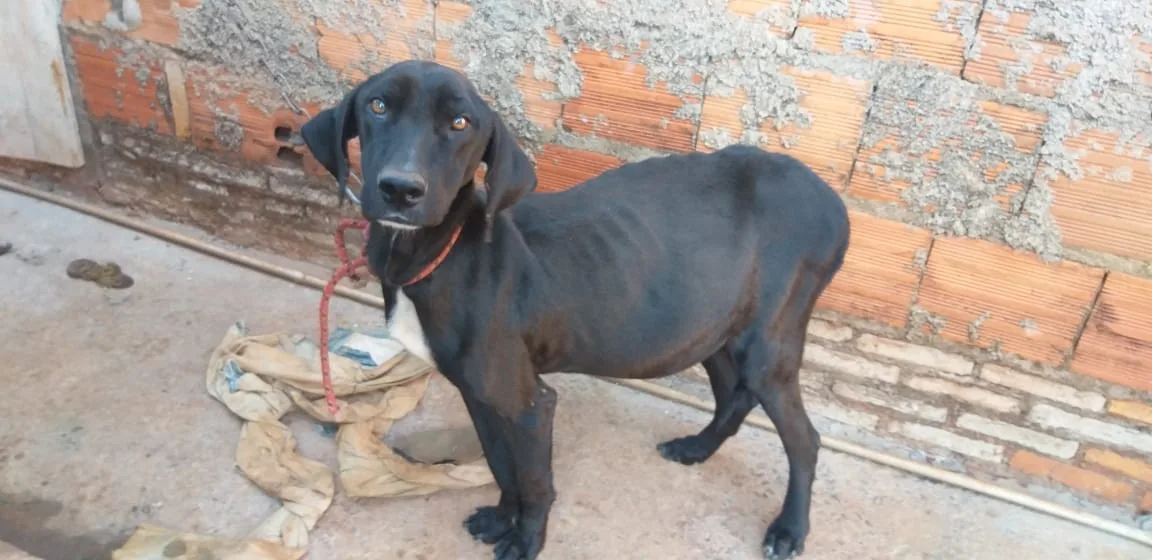 Prefeitura sanciona lei que proíbe acorrentar e usar enforcador em cães e gatos em SP