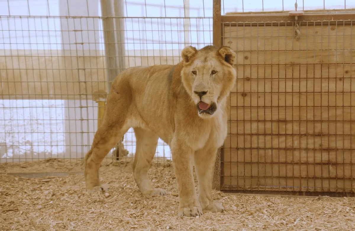 Videos: los primeros momentos de los tigres y leones del exzoo de Luján en un santuario para un cambio de vida