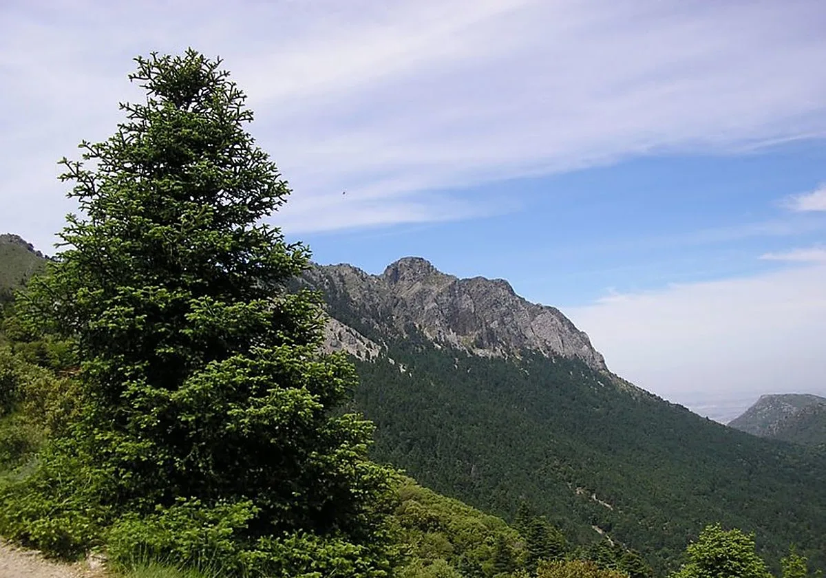 El pinsapo llega a Sierra Nevada para luchar contra el cambio climático