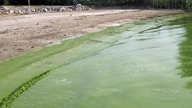 Toxic algae outbreaks in Alberta can now be tracked online through satellite imagery