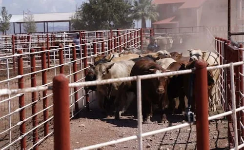 Sonora confirma segundo caso de gusano barrenador en reapertura de exportación ganadera hacia EU; refuerzan cerco sanitario
