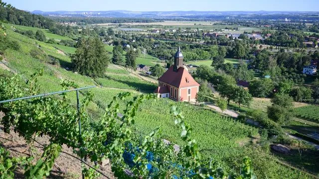 Weinlese vor Beginn: Wärme und Trockenheit: Winzer rechnen mit gutem Weinjahr