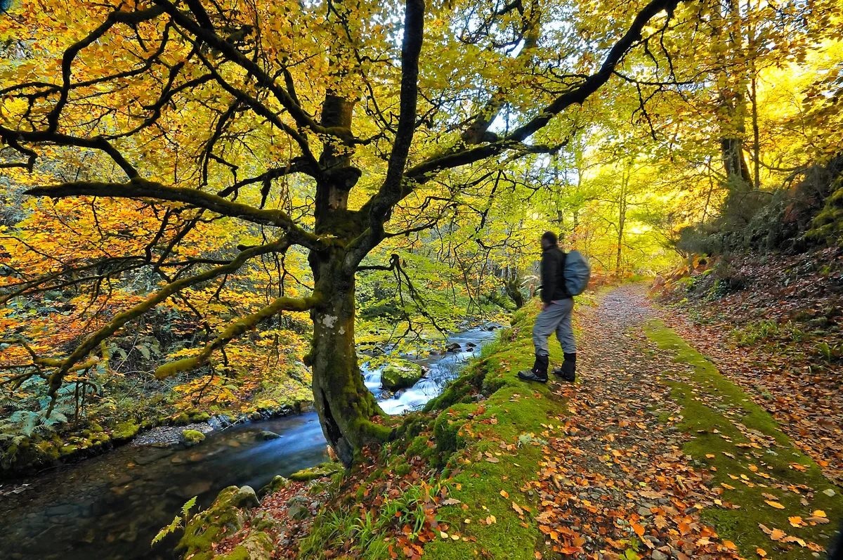 El bosque de España con acceso restringido del que salió la madera para construir los barcos de la Armada Invencible