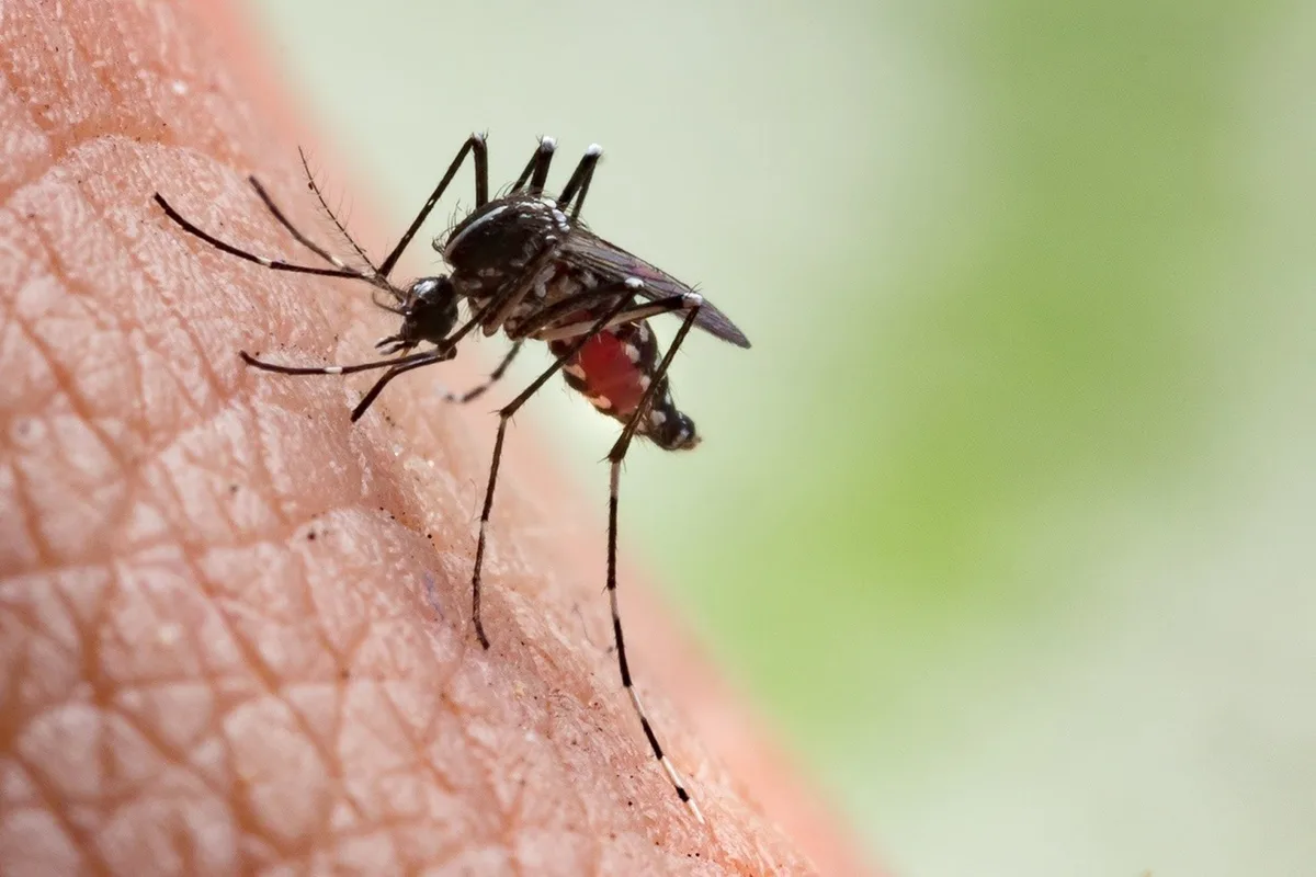 Repunte de dengue en Costa Rica: 385 nuevos casos en siete días y más de 3,400 contagios acumulados