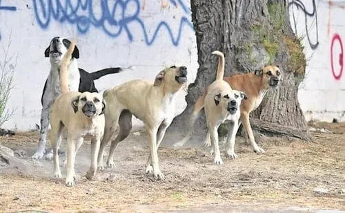 Ataque de perros deja un muerto y dos lesionados en Tizayuca, Hidalgo; autoridades mantienen vigilancia en la zona
