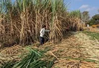 Agro registra recorde de 28,4 milhões de trabalhadores no segundo trimestre